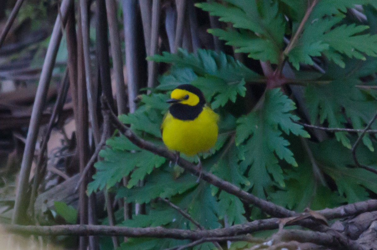 Hooded Warbler - ML636064838