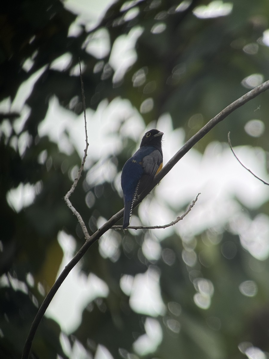 Gartered Violaceous Trogon - ML636064859