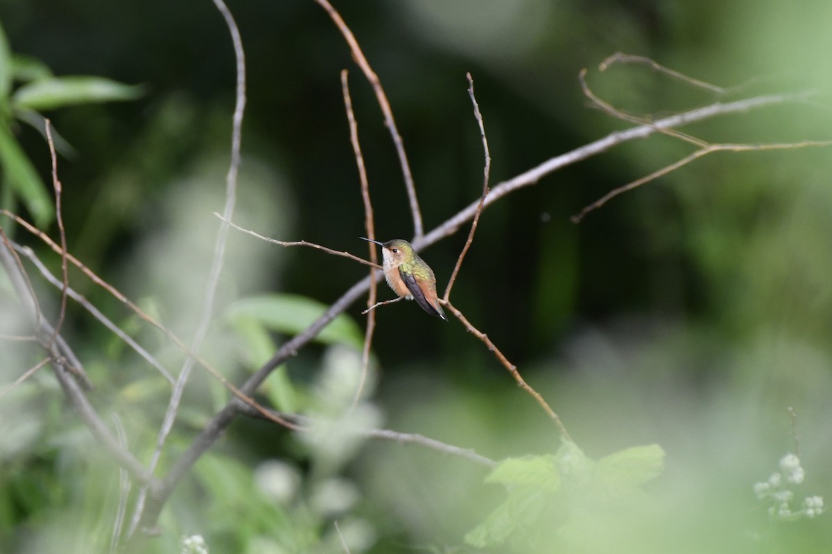 Rufous Hummingbird - ML636064861