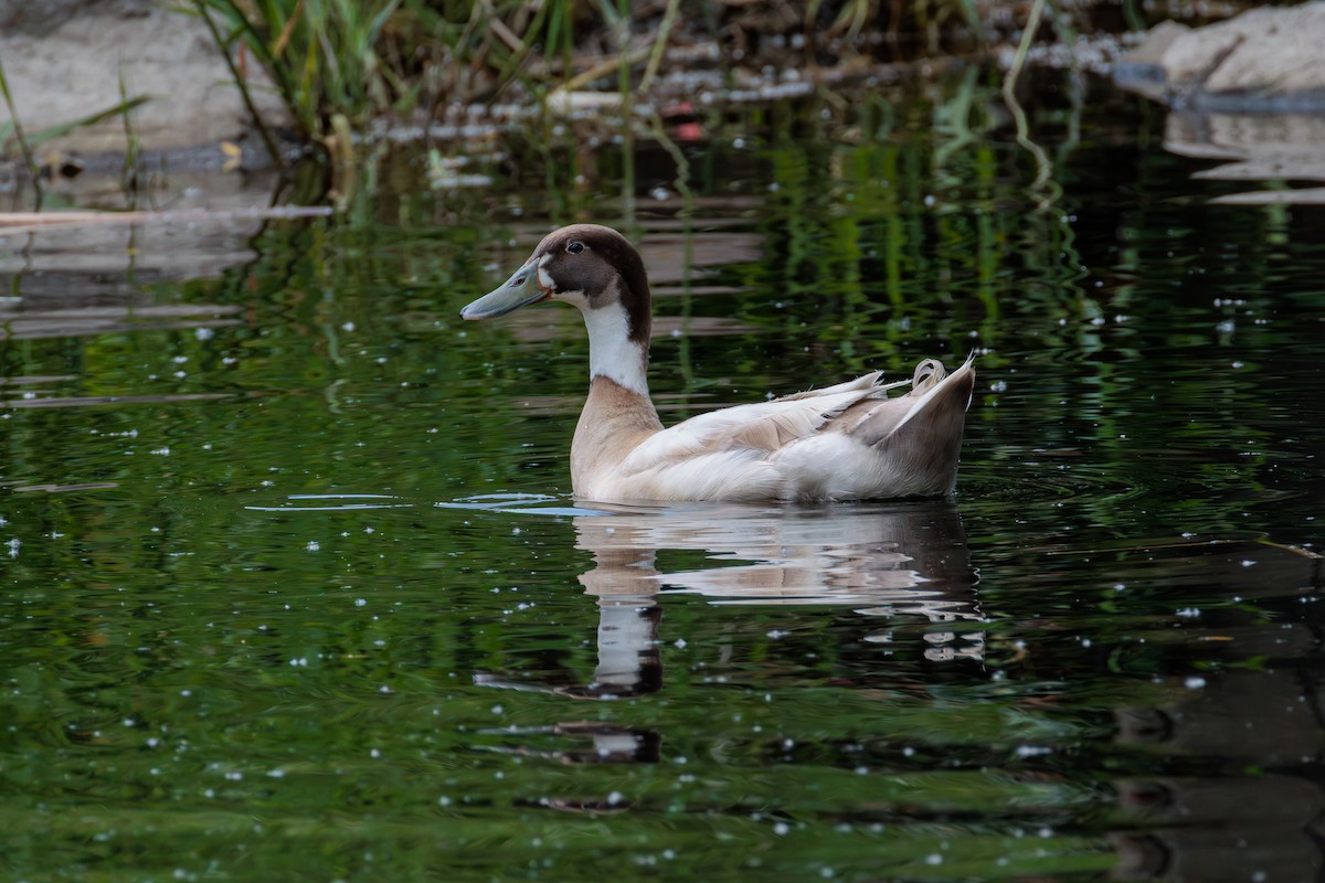 Mallard (Domestic type) - ML636064884