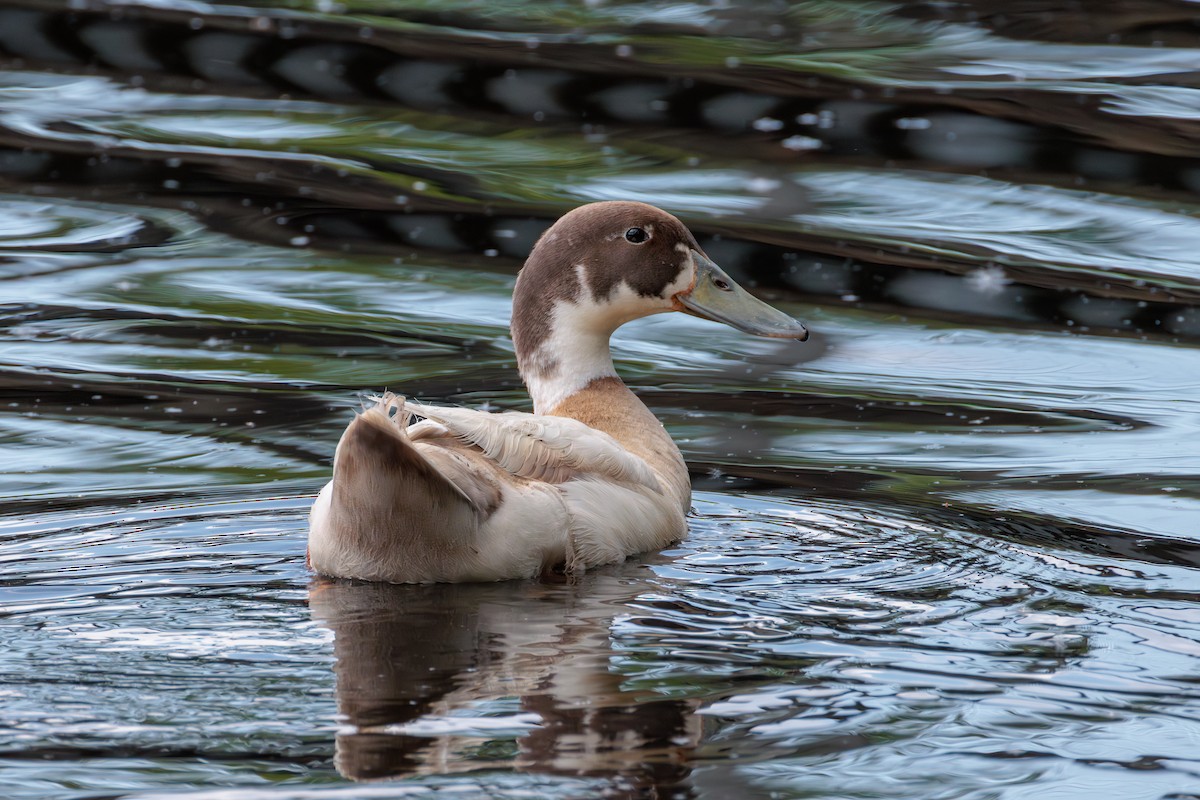 Mallard (Domestic type) - ML636064885