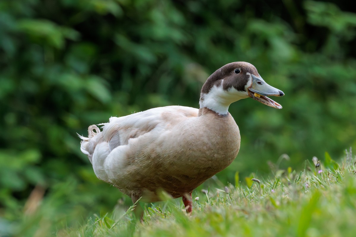 Mallard (Domestic type) - ML636064886