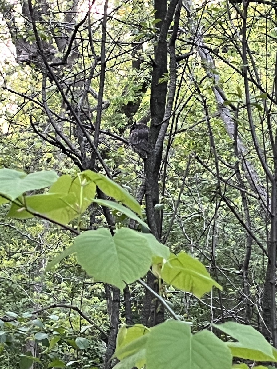 Eastern Screech-Owl - ML636064894
