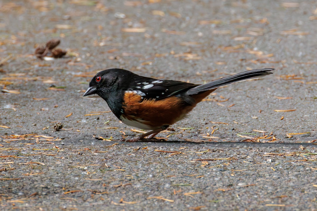 Spotted Towhee - ML636064901