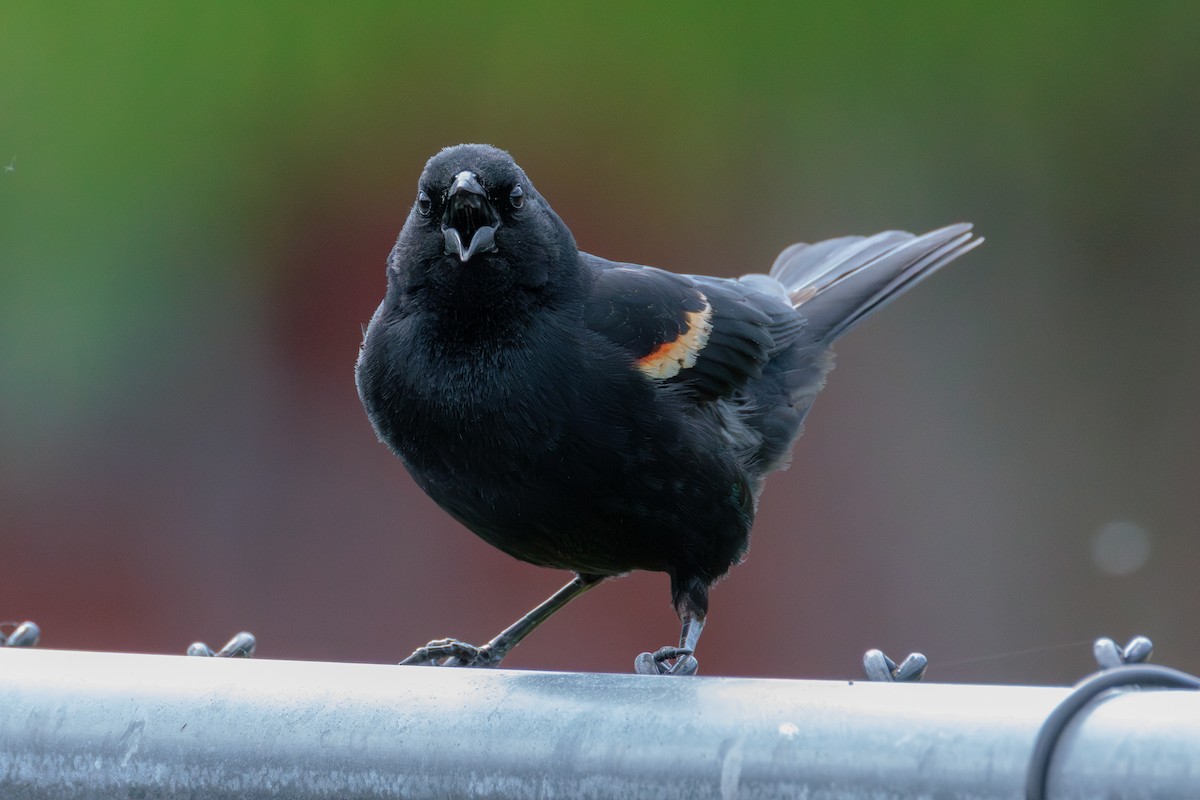 Red-winged Blackbird - ML636064919