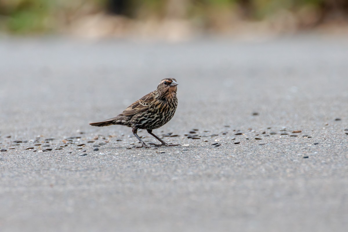 Red-winged Blackbird - ML636064921
