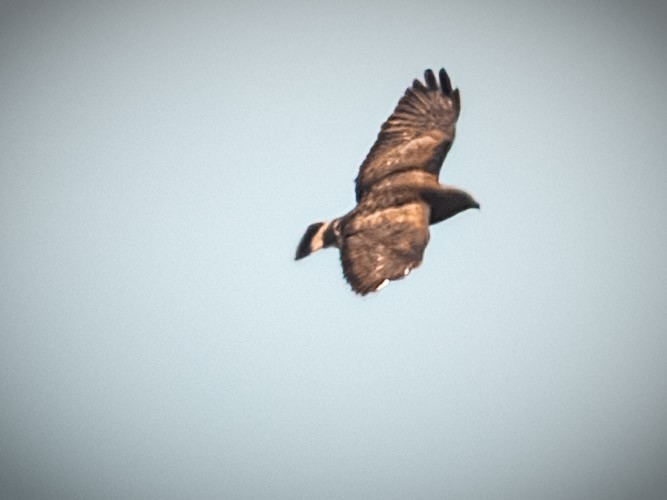 Broad-winged Hawk - ML636064926