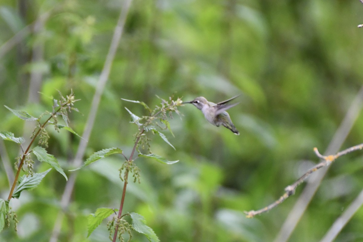 Anna's Hummingbird - ML636064932