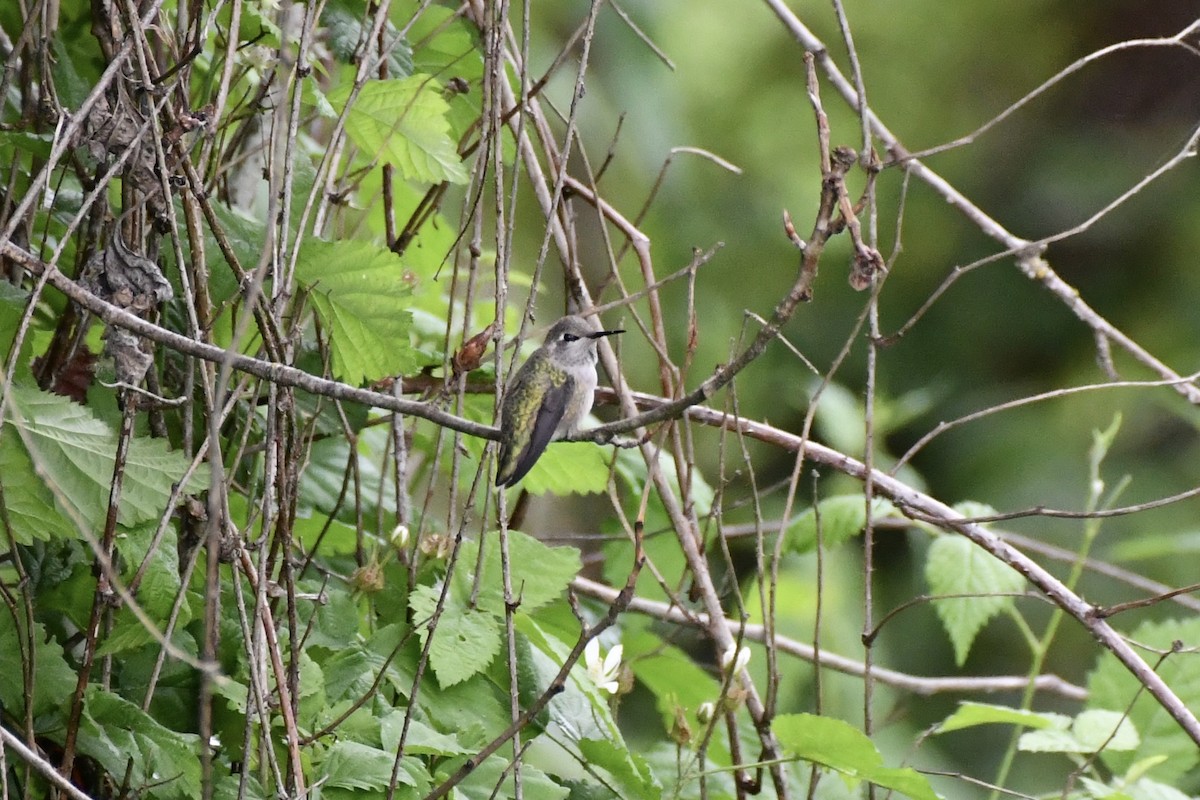 Anna's Hummingbird - ML636064943