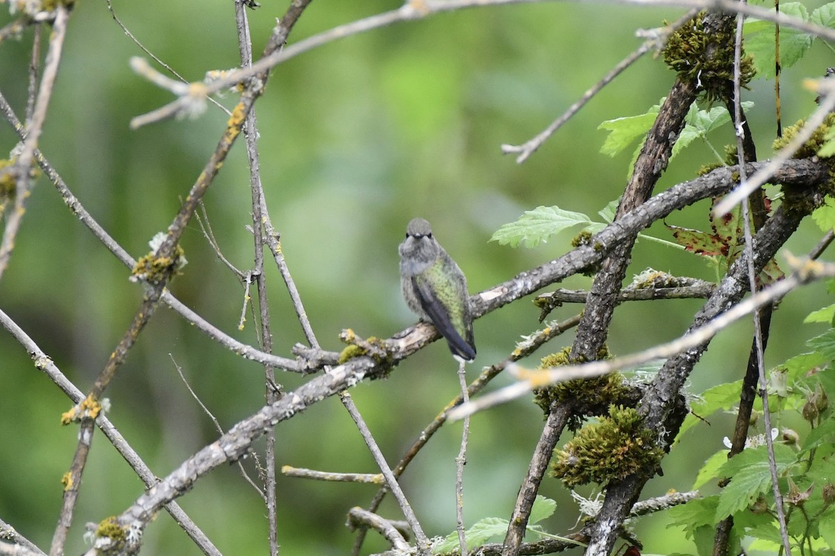 Anna's Hummingbird - ML636065031