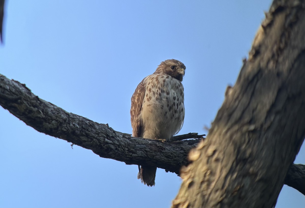 Red-shouldered Hawk - ML636065089