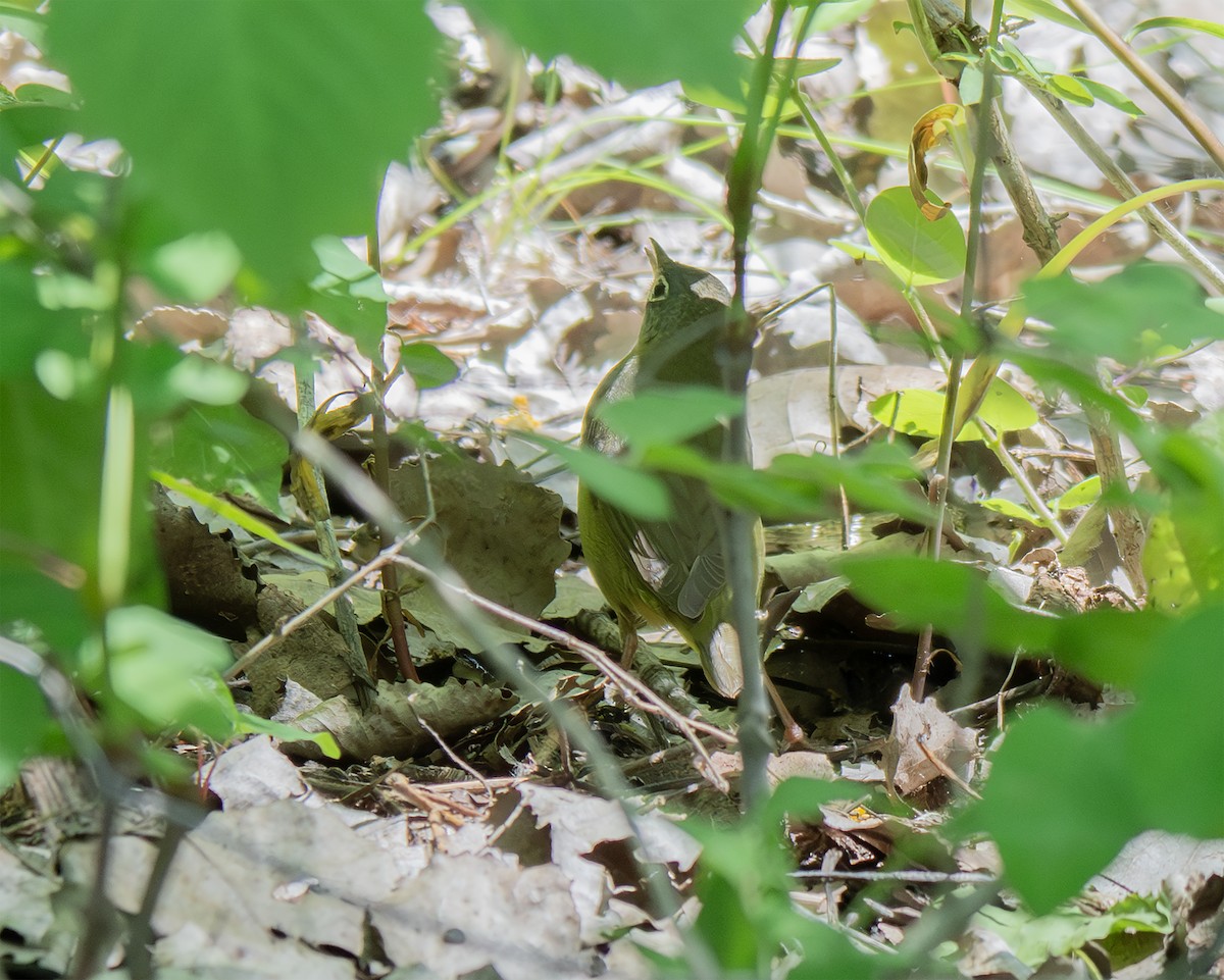 Connecticut Warbler - ML636065186