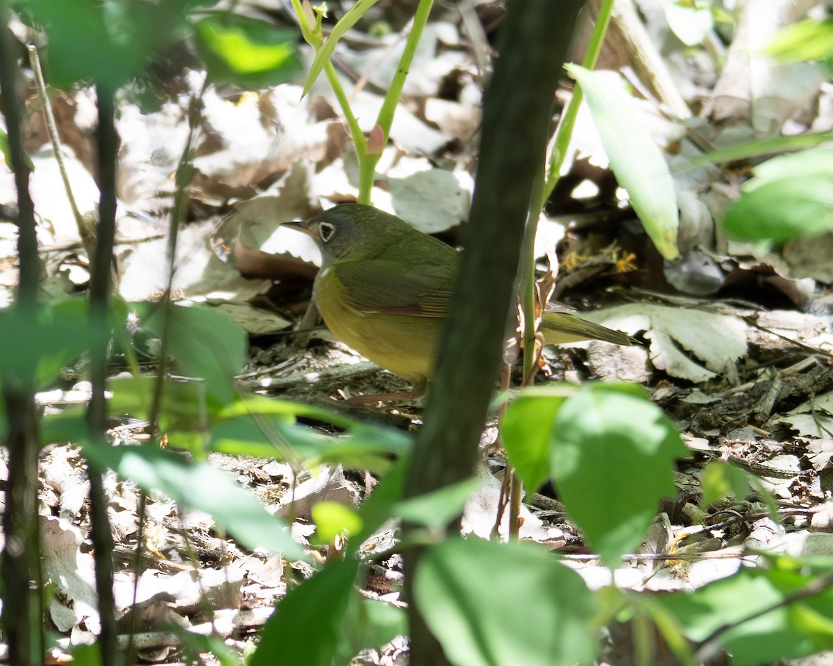 Connecticut Warbler - ML636065187