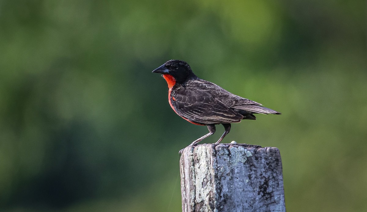 Red-breasted Meadowlark - ML636065394