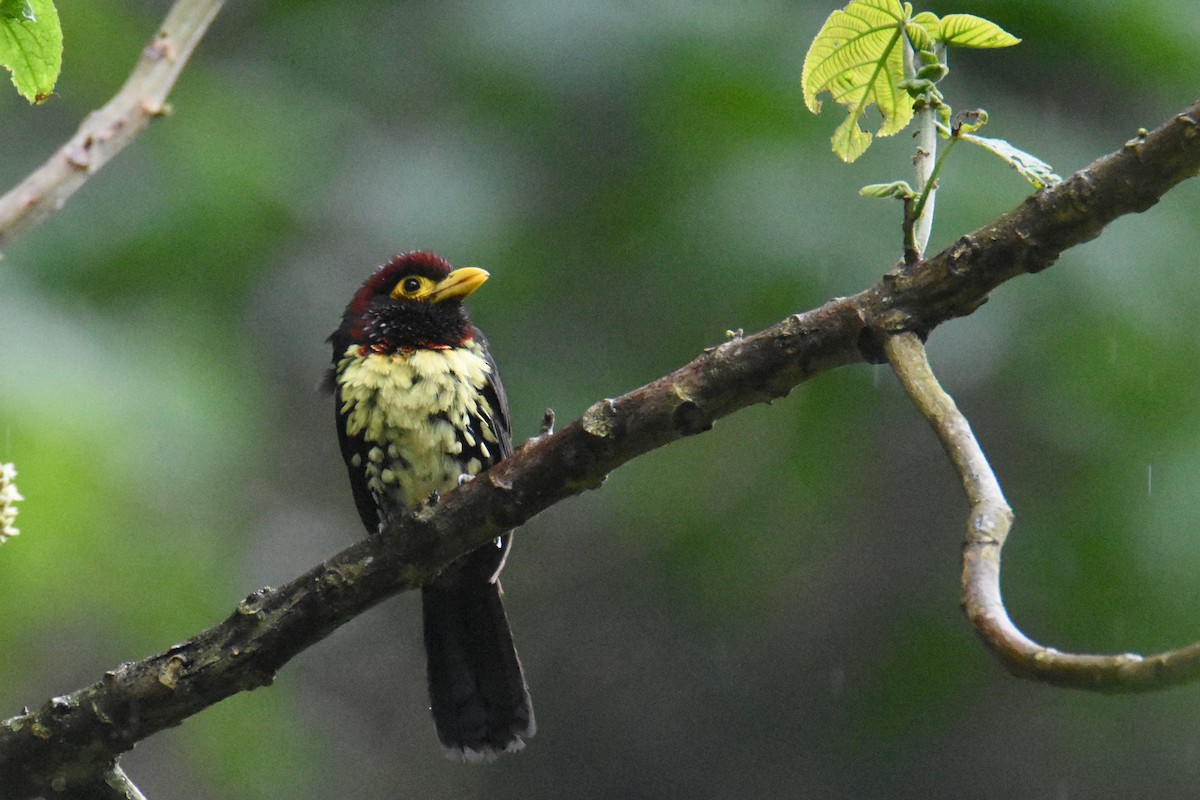 Eastern Yellow-billed Barbet - ML636065525