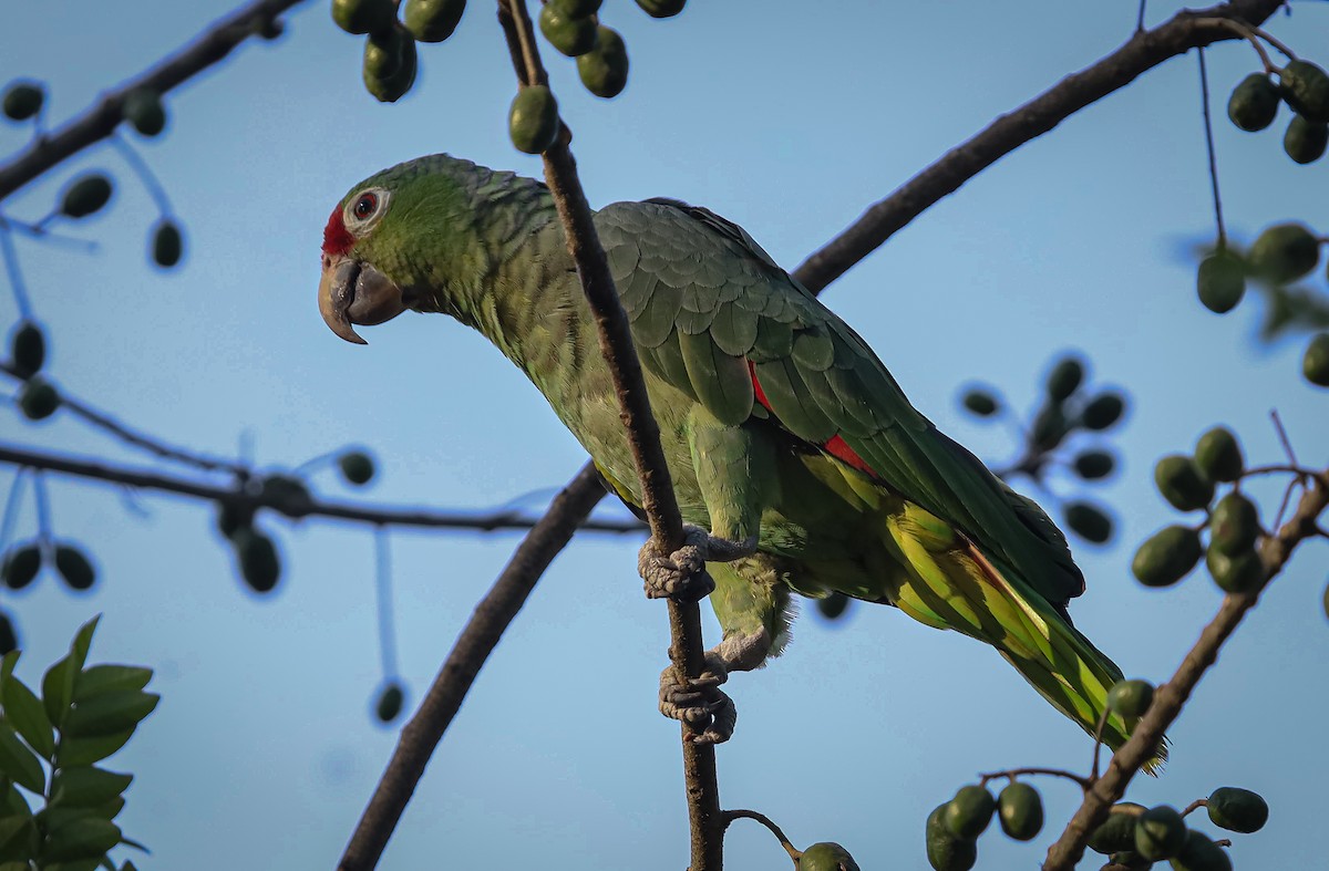 Red-lored Amazon - ML636065535