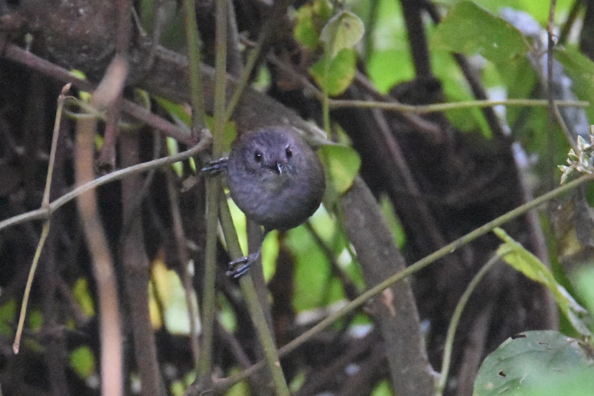 Mountain Illadopsis - ML636065566