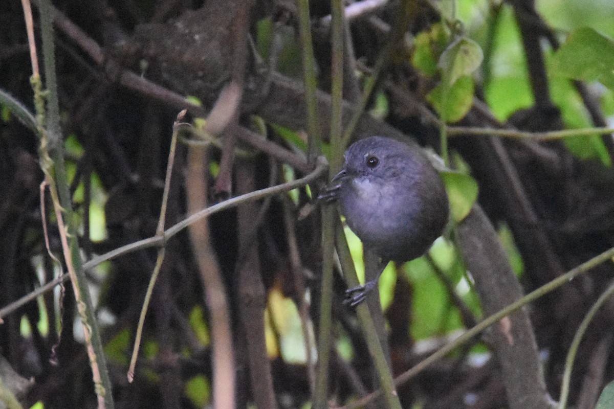 Mountain Illadopsis - ML636065567