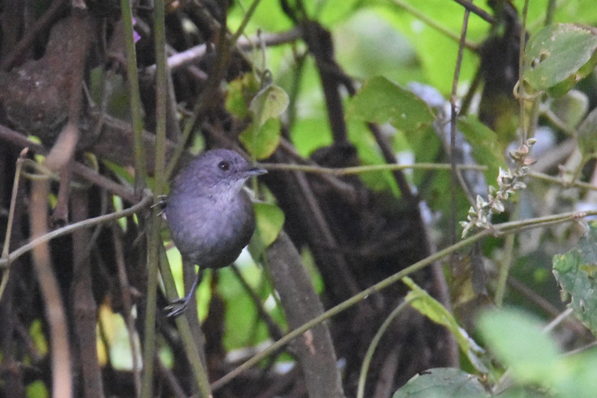 Mountain Illadopsis - ML636065568