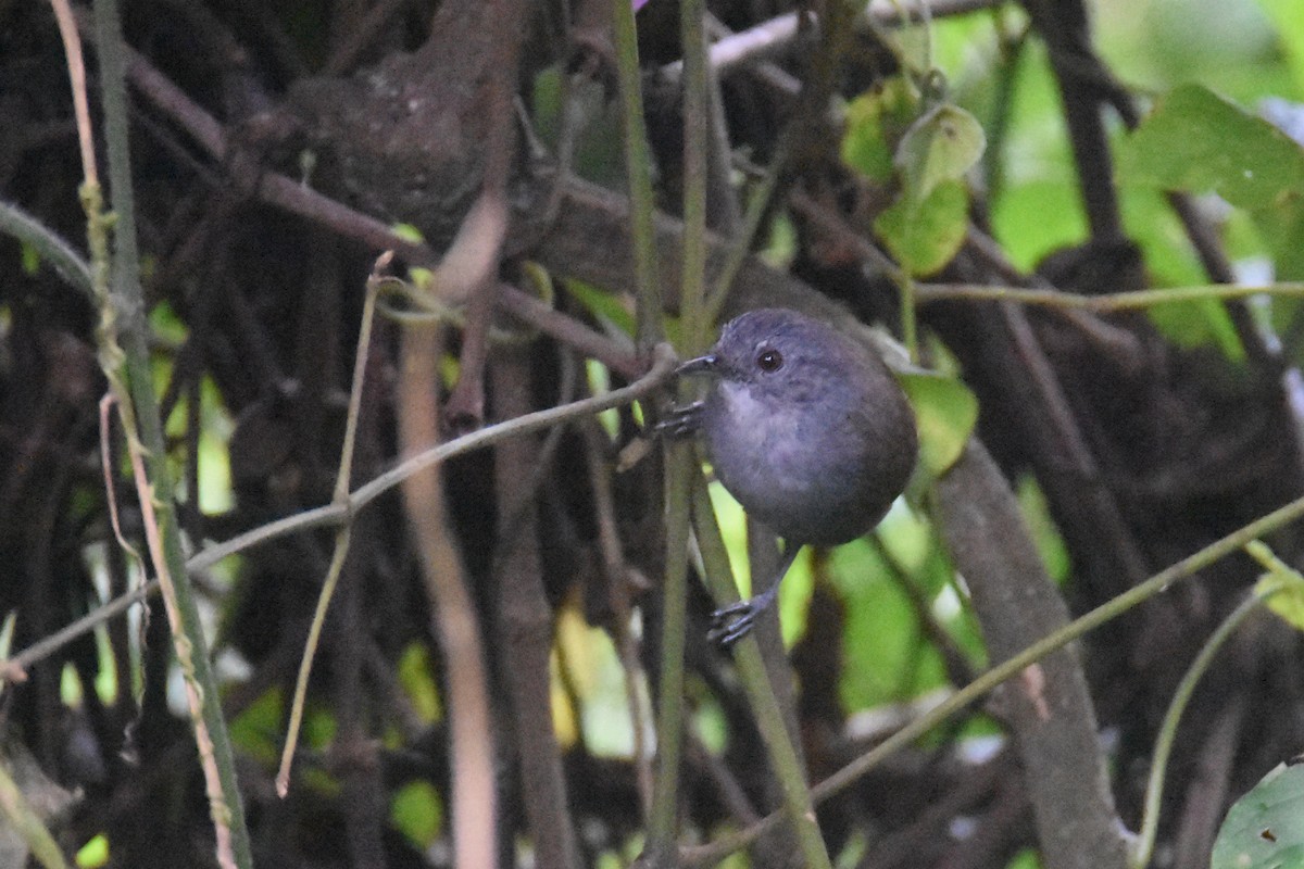 Mountain Illadopsis - ML636065569