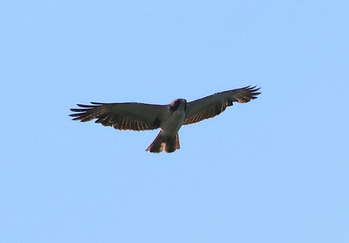 Short-tailed Hawk - ML636065573