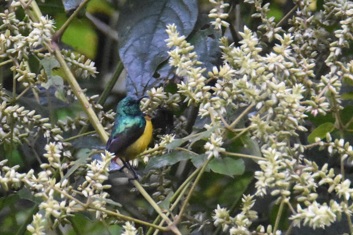 Regal Sunbird - ML636065587