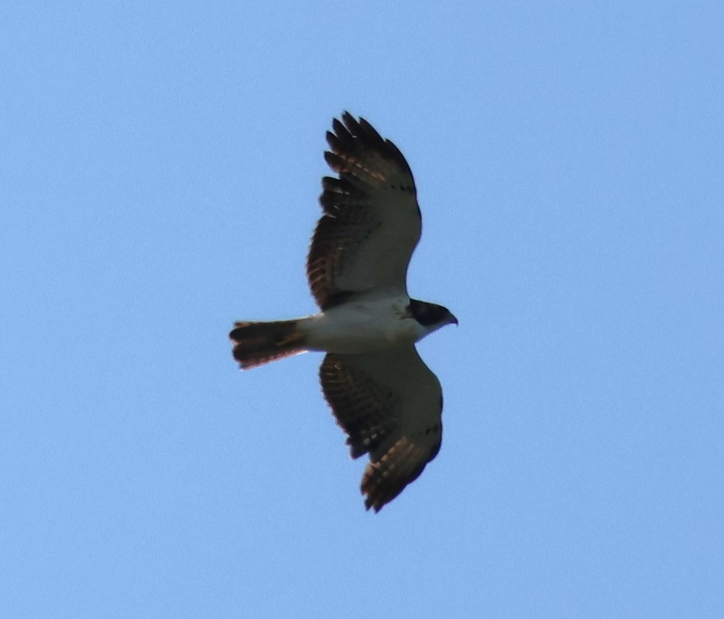 Short-tailed Hawk - ML636065592