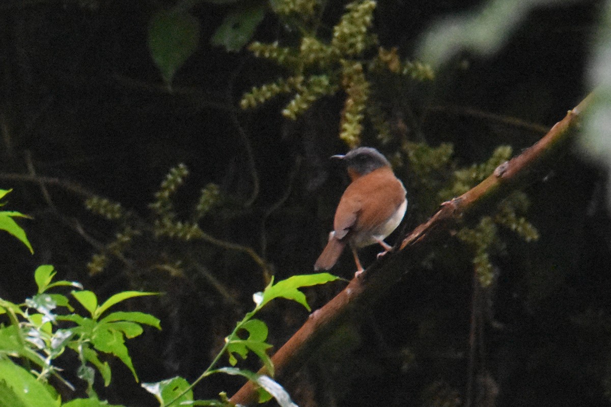 Red-throated Alethe - ML636065612