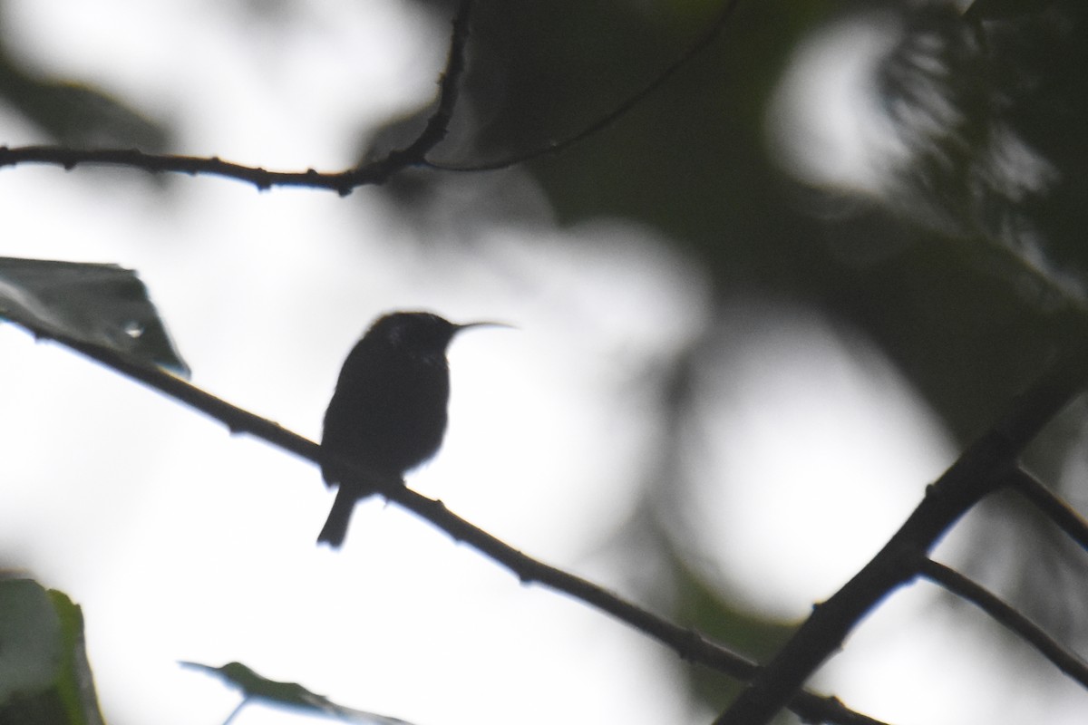 Blue-headed Sunbird - ML636065634
