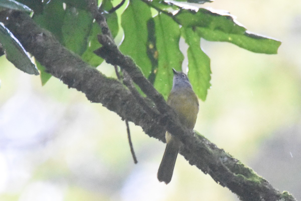 Kikuyu Mountain Greenbul - ML636065679
