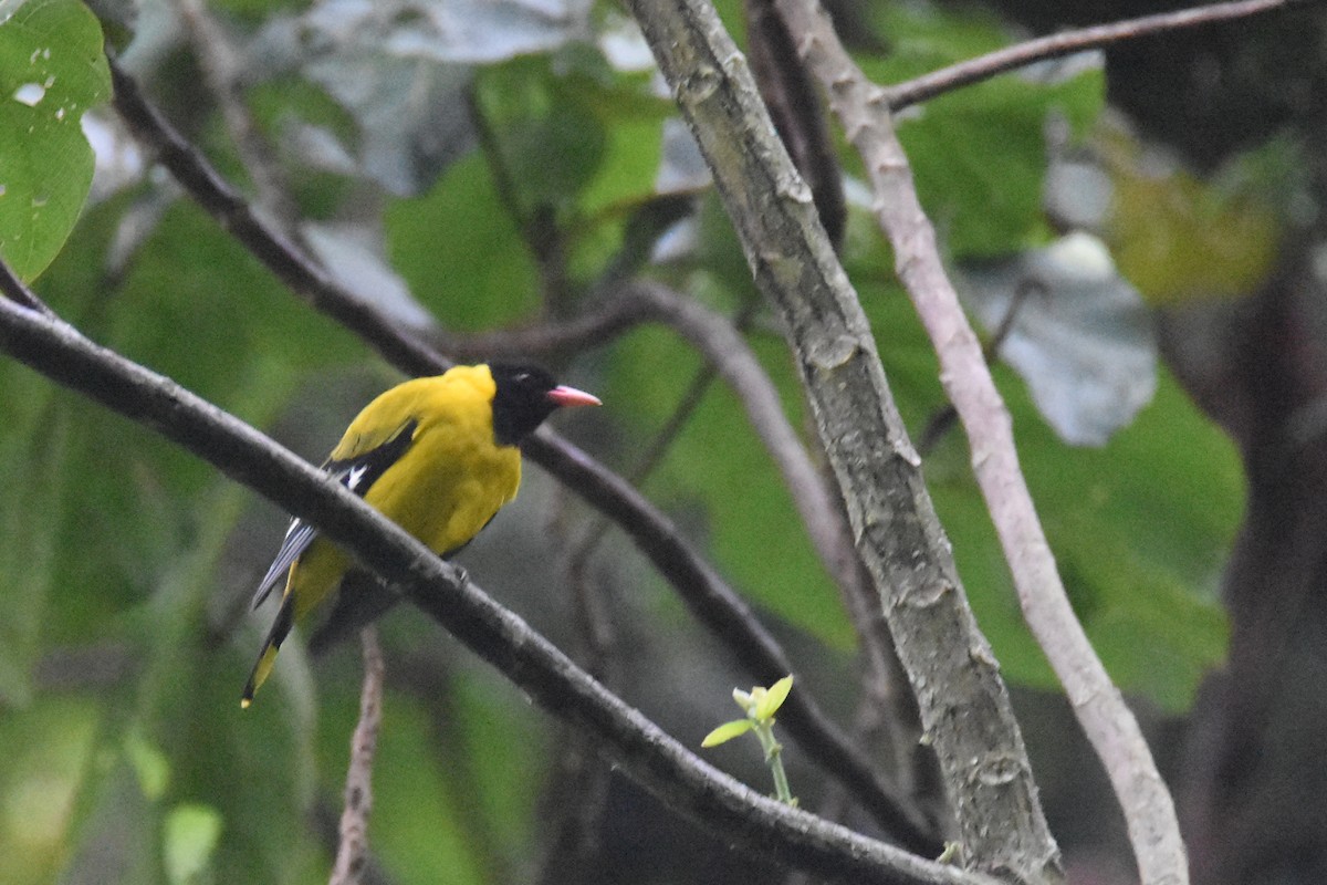 Black-tailed Oriole - ML636065699