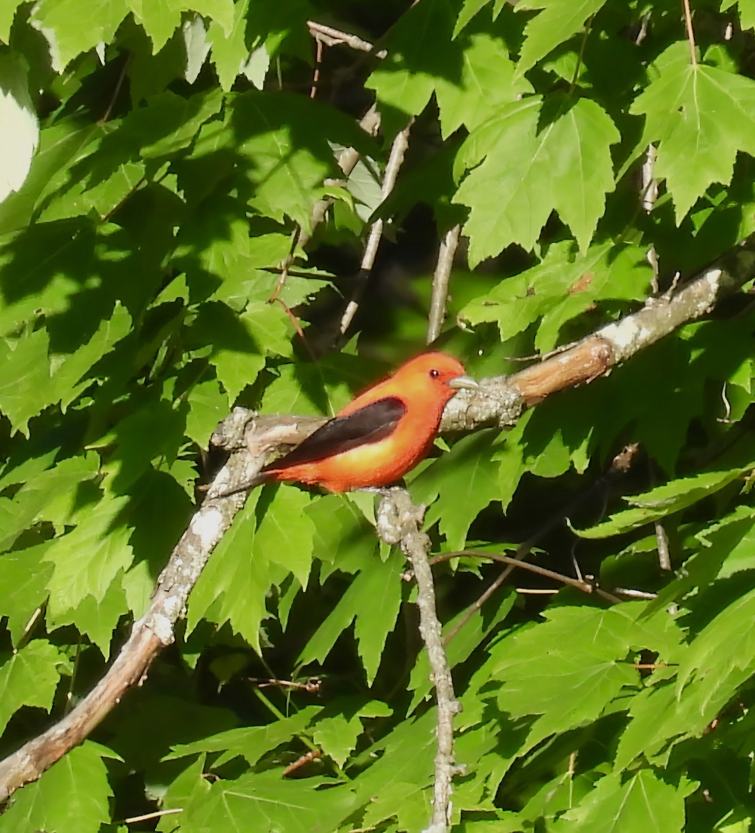 アカフウキンチョウ - ML636065798