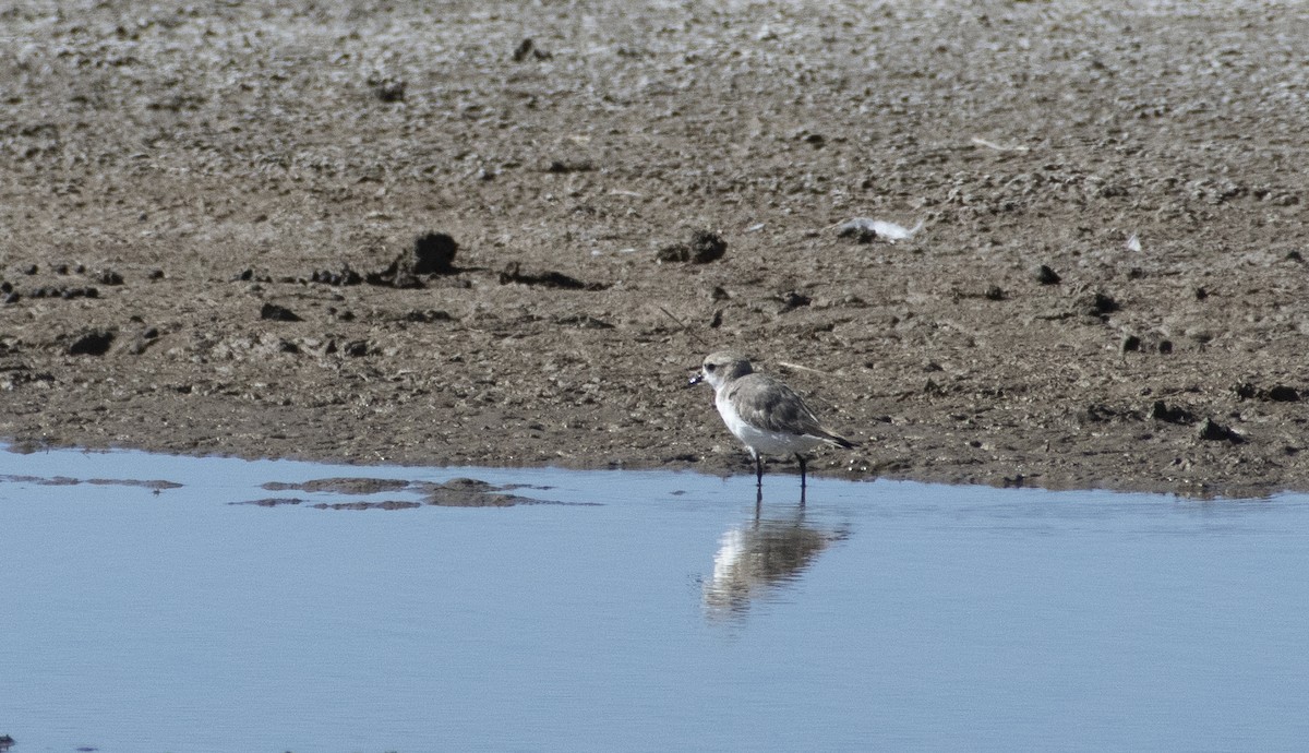 Puna Plover - ML636065884