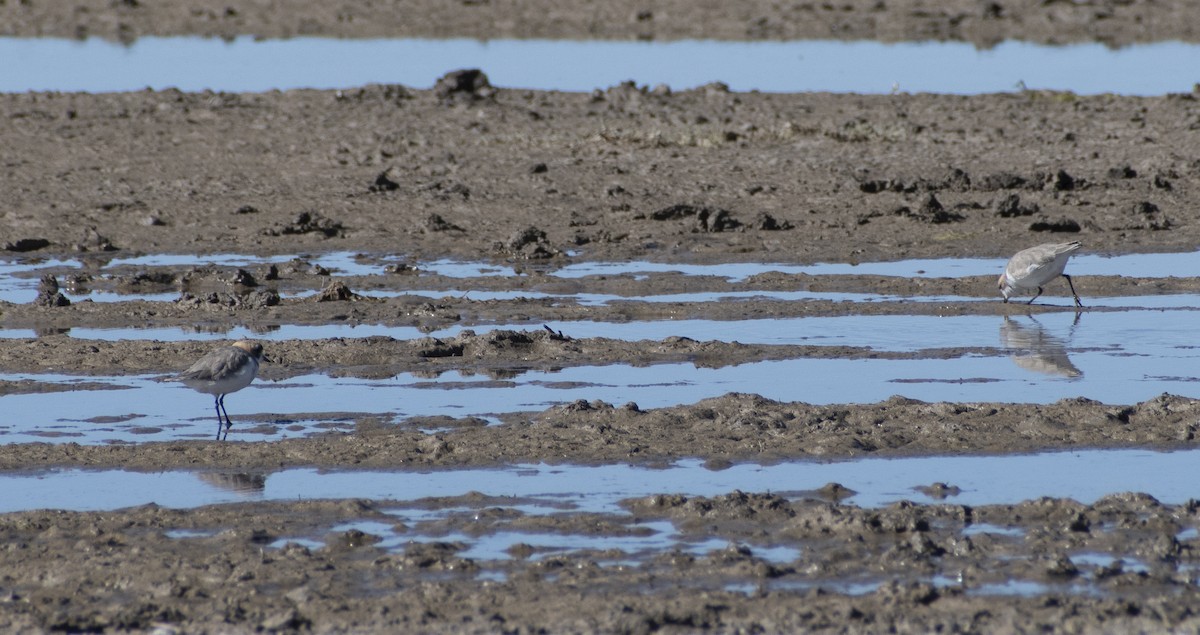 Puna Plover - ML636065888