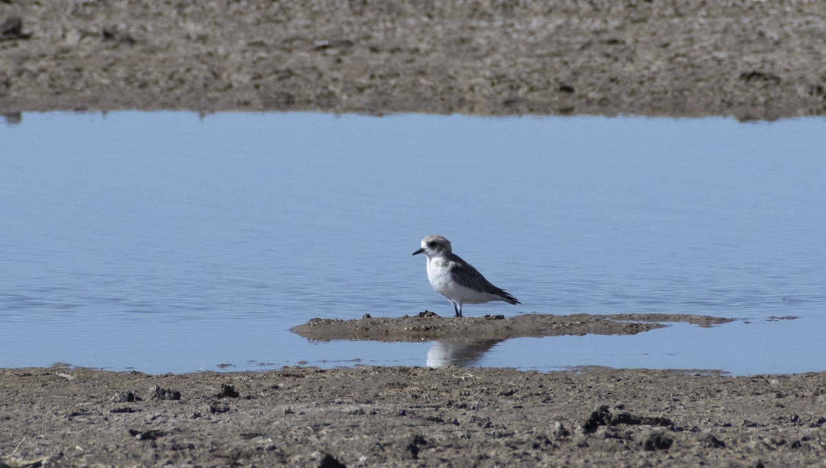 Puna Plover - ML636065890
