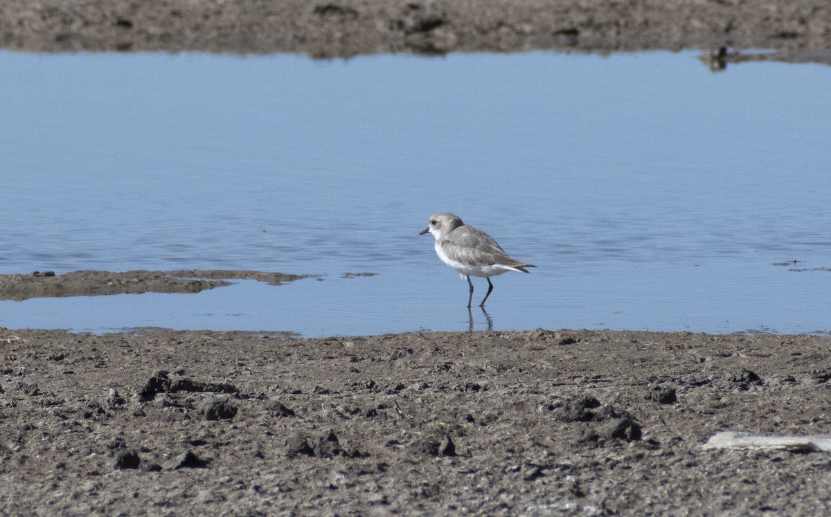 Puna Plover - ML636065891