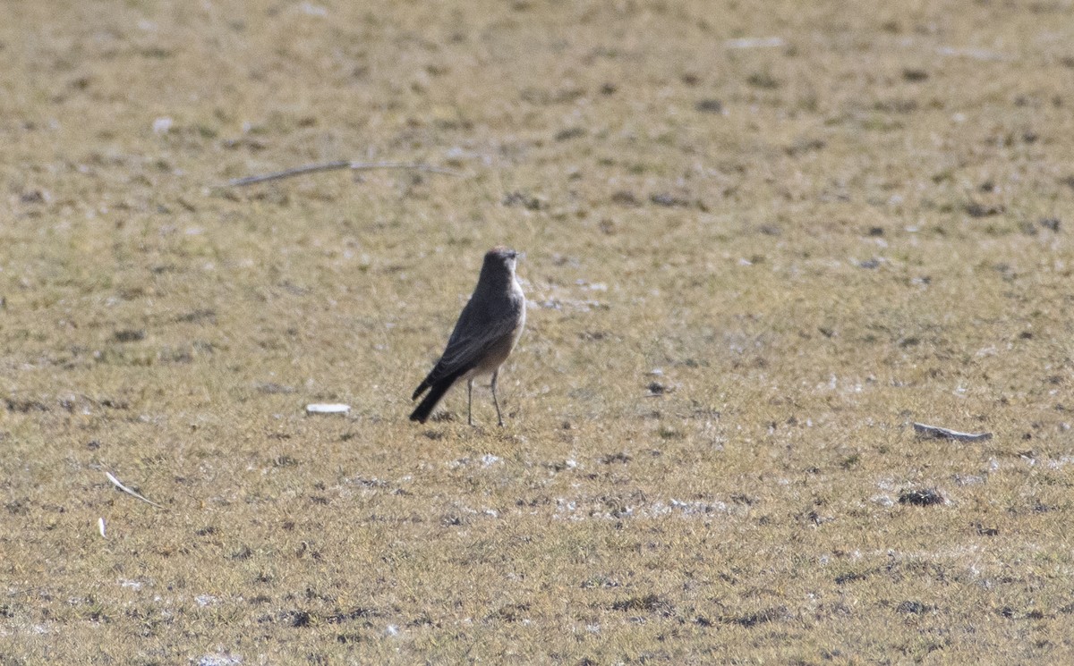 Cinnamon-bellied Ground-Tyrant - ML636065985