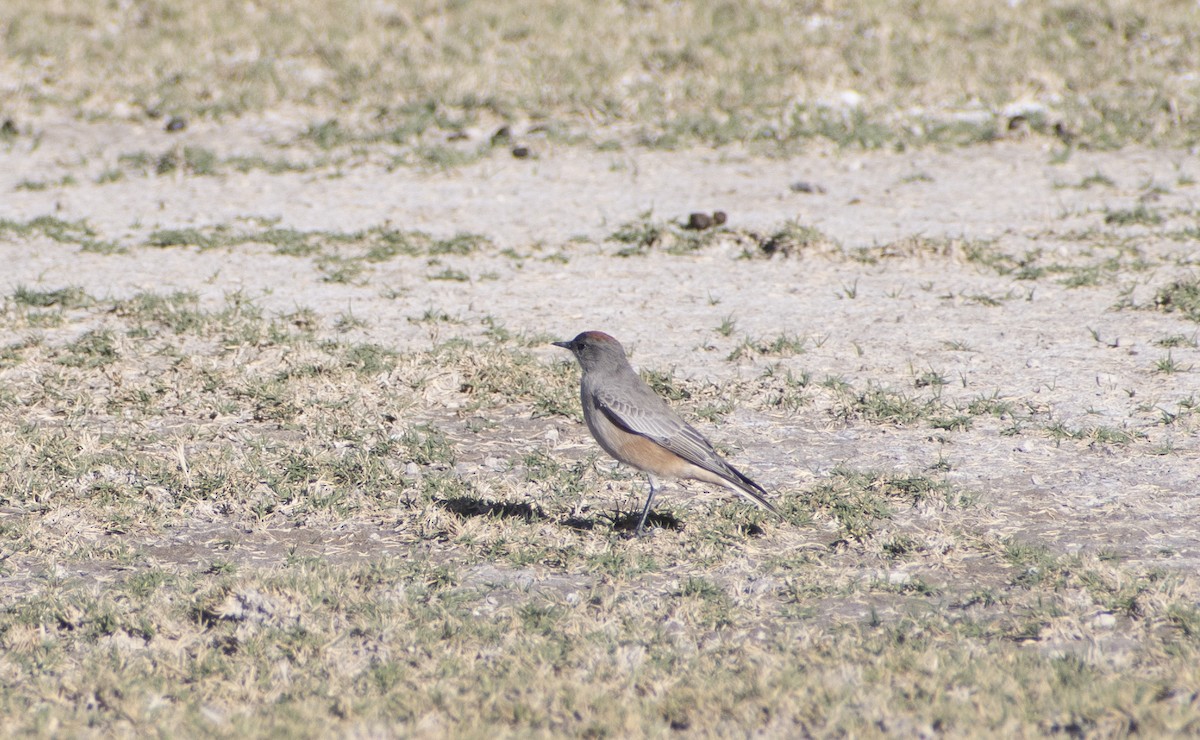 Cinnamon-bellied Ground-Tyrant - ML636065986