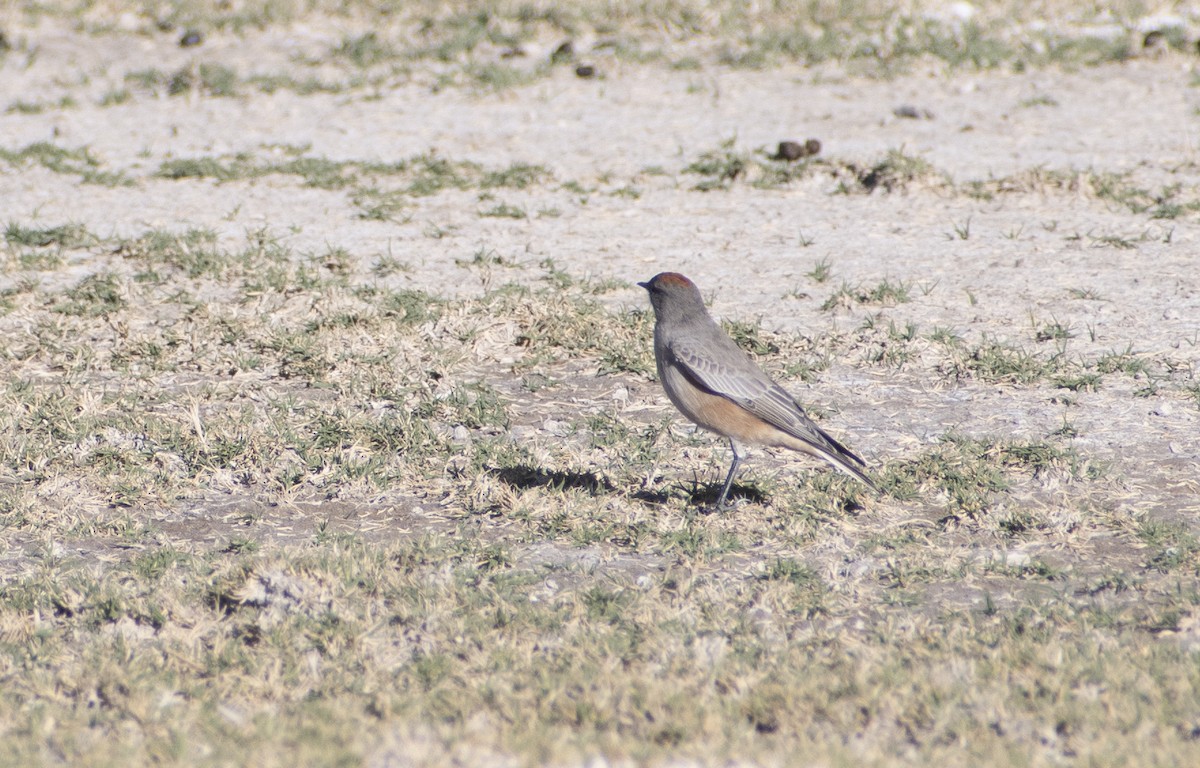 Cinnamon-bellied Ground-Tyrant - ML636065987