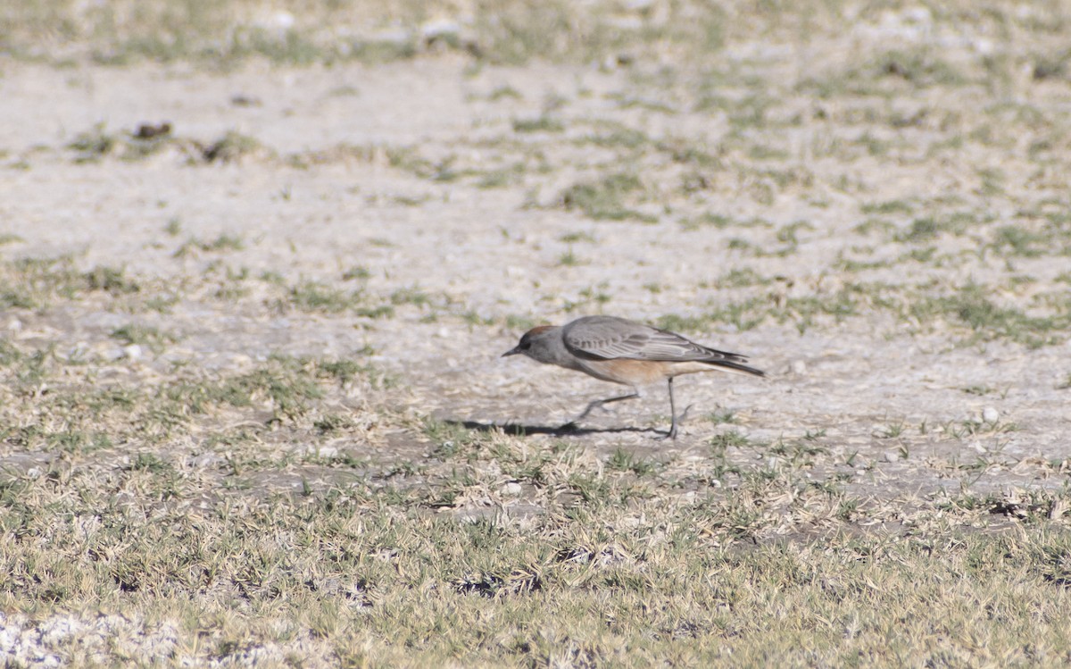 Cinnamon-bellied Ground-Tyrant - ML636065993