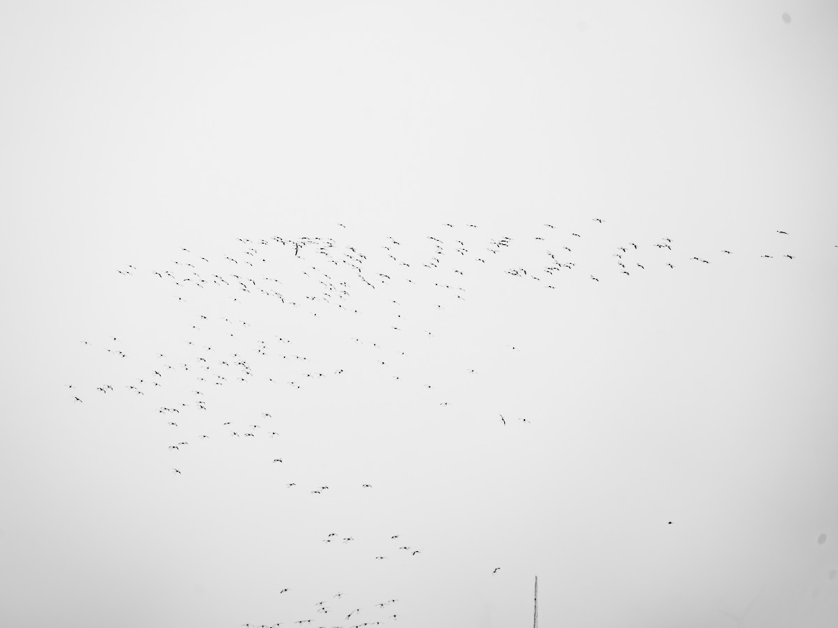 ヨーロッパフラミンゴ - ML636066122