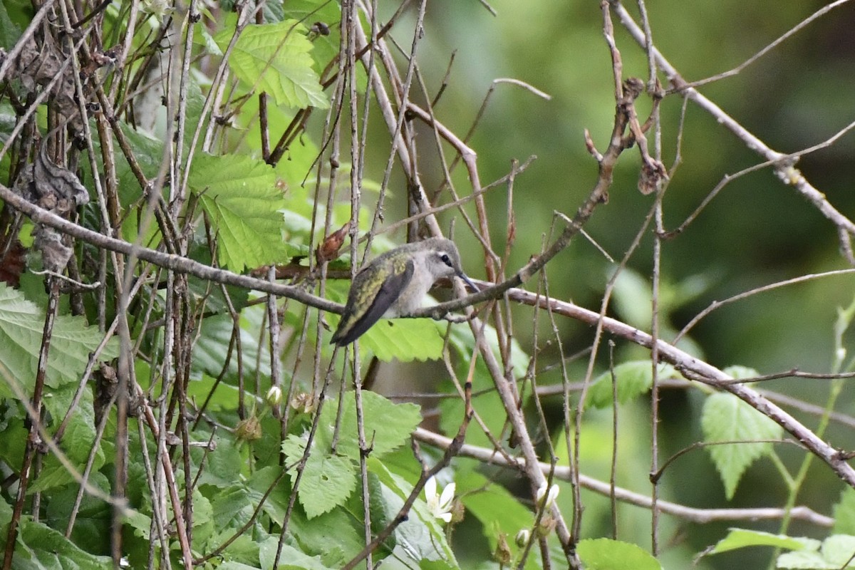 Anna's Hummingbird - ML636066192