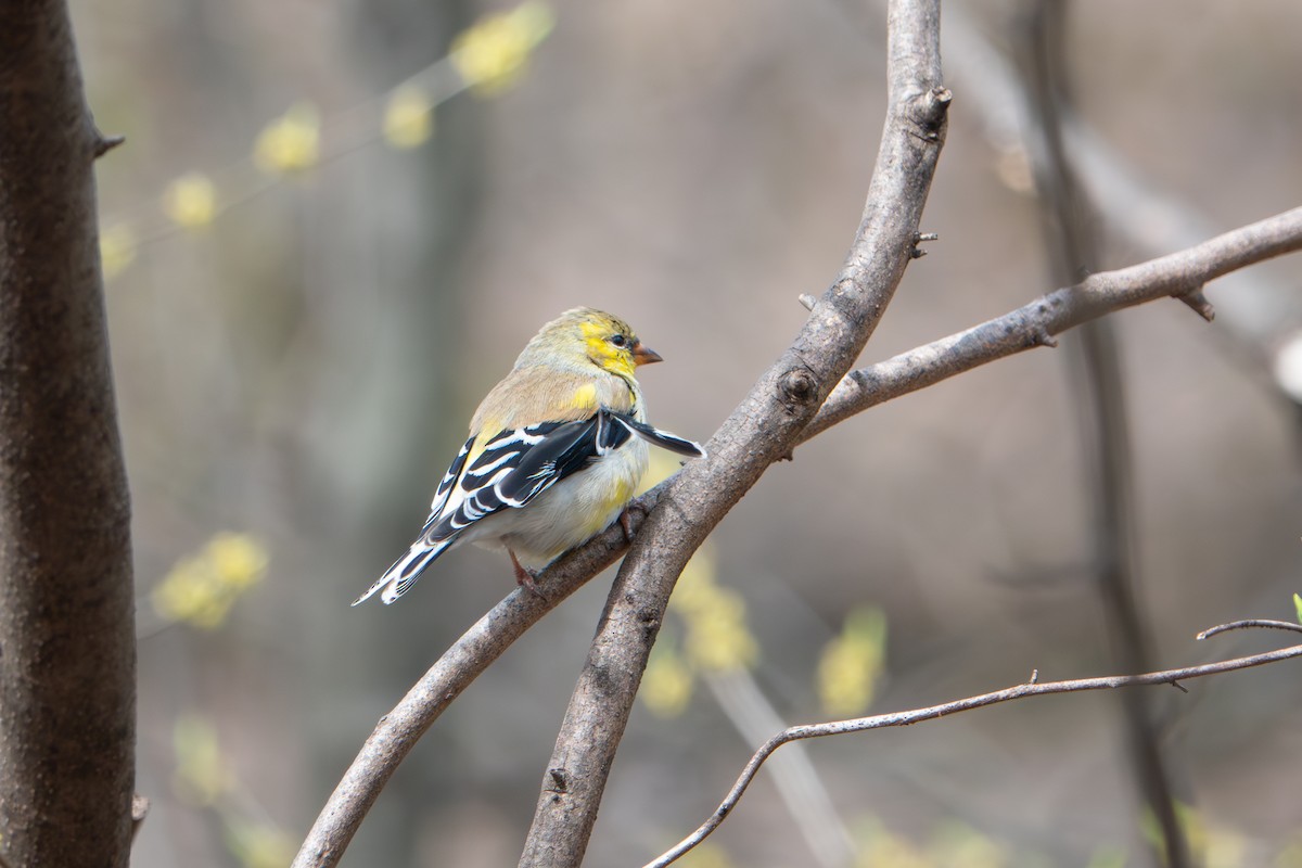 American Goldfinch - ML636066334