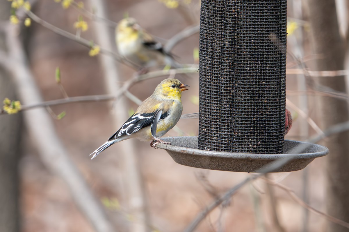 American Goldfinch - ML636066335