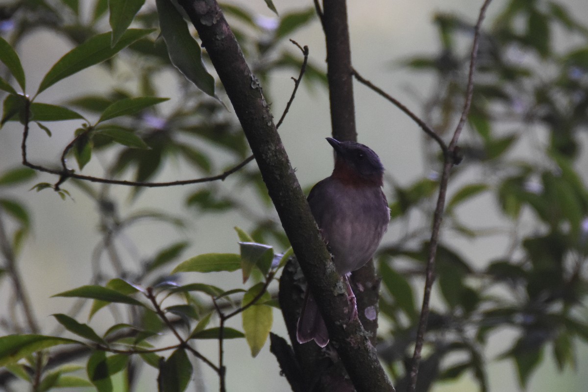 Red-throated Alethe - ML636066344