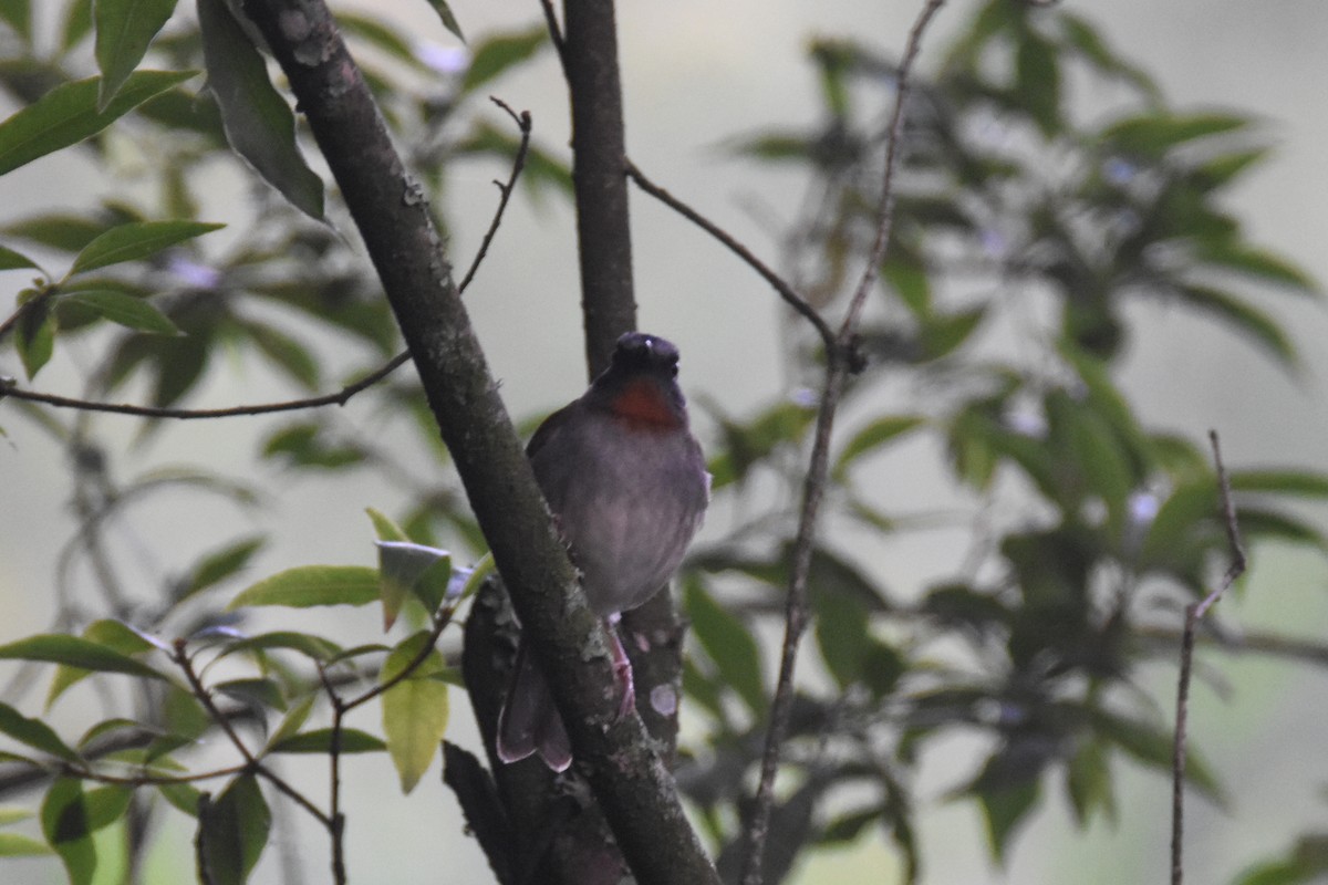 Red-throated Alethe - ML636066346