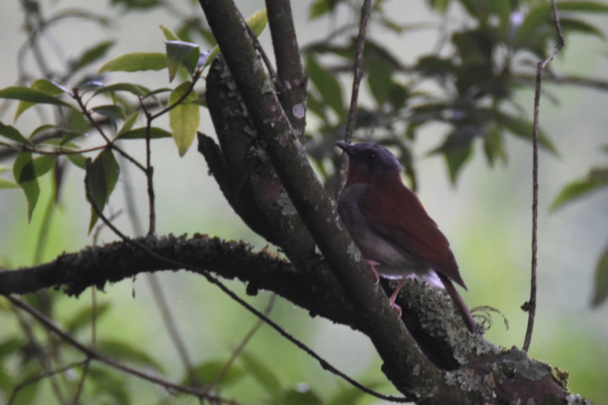 Red-throated Alethe - ML636066348