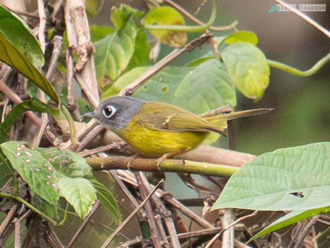 White-spectacled Warbler - ML636066423