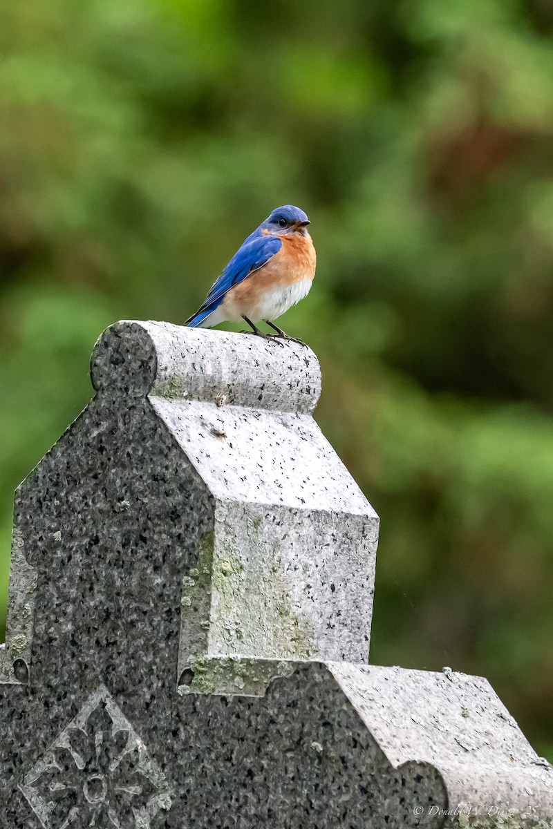 Eastern Bluebird (Eastern) - ML636066446