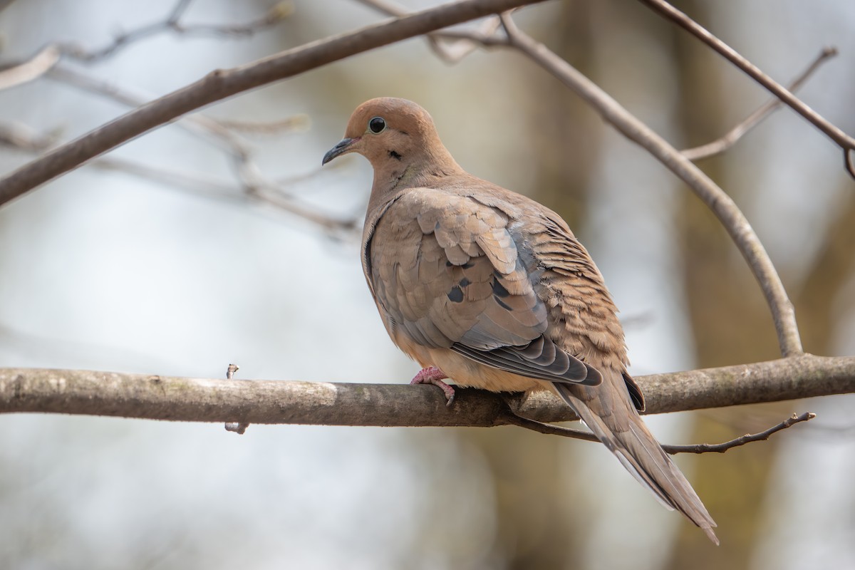 Mourning Dove - ML636066455